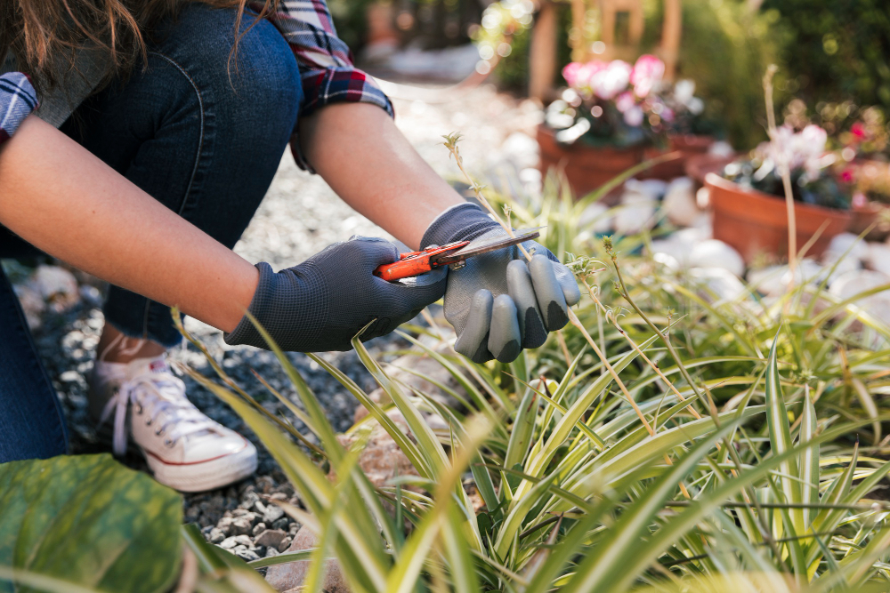 Mantenimiento de jardines profesionales: tú jardín siempre perfecto