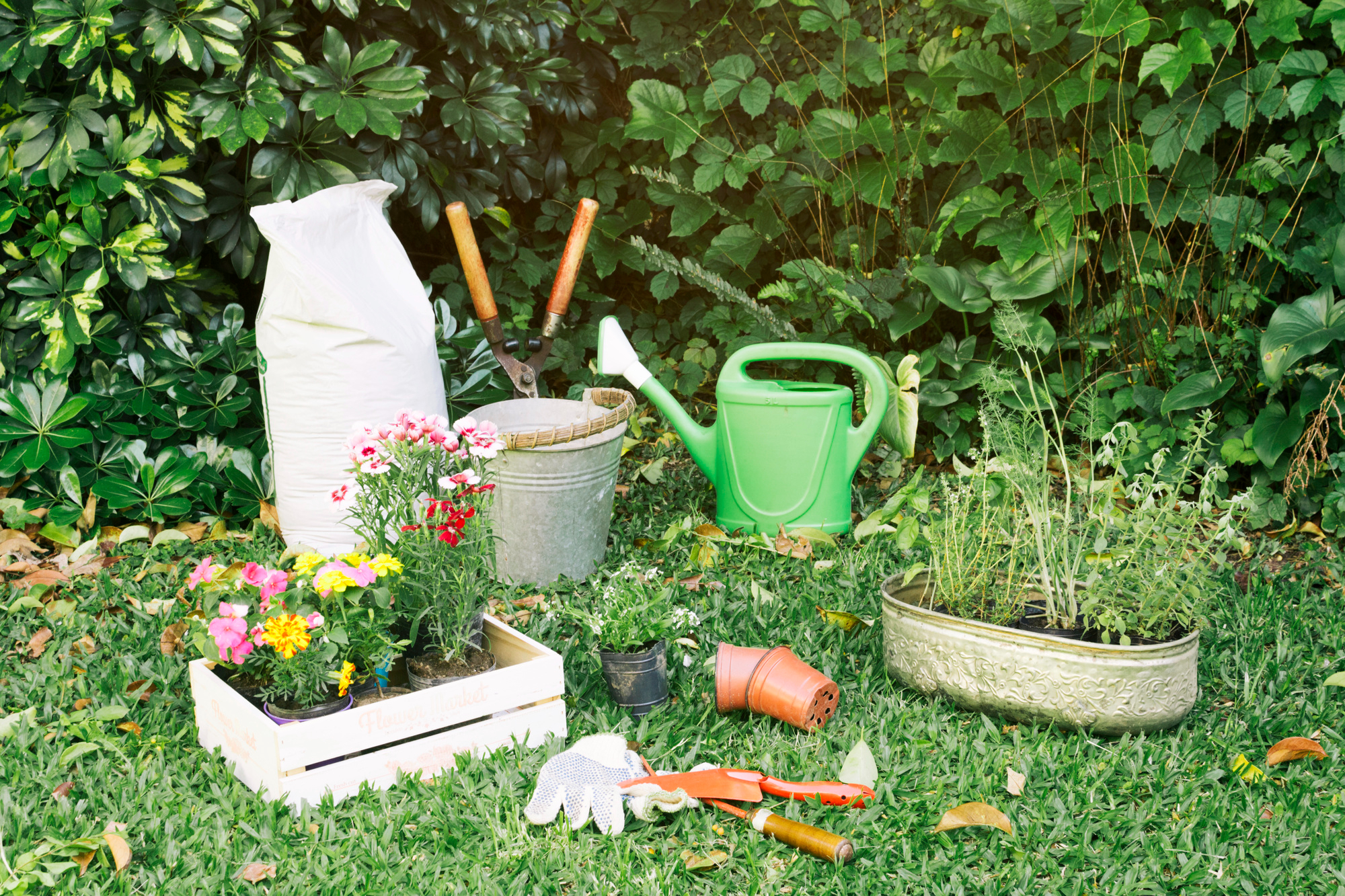 Guía Completa para Crear un Jardín Vertical en Casa