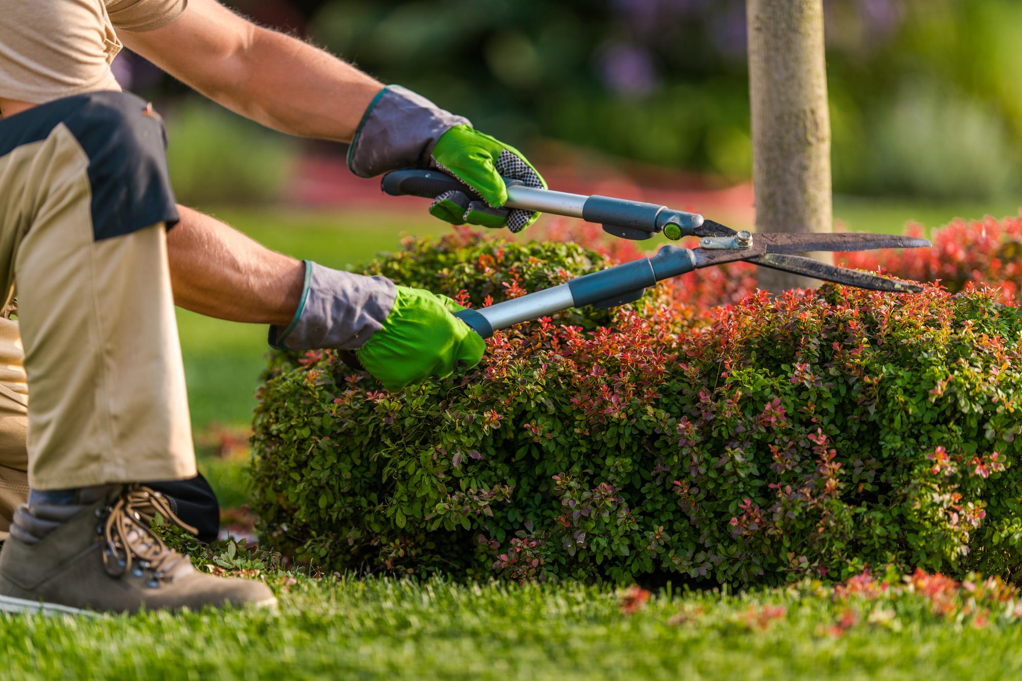 Jardinería en Climas Mediterráneos: Plantas que Prosperan en Barcelona